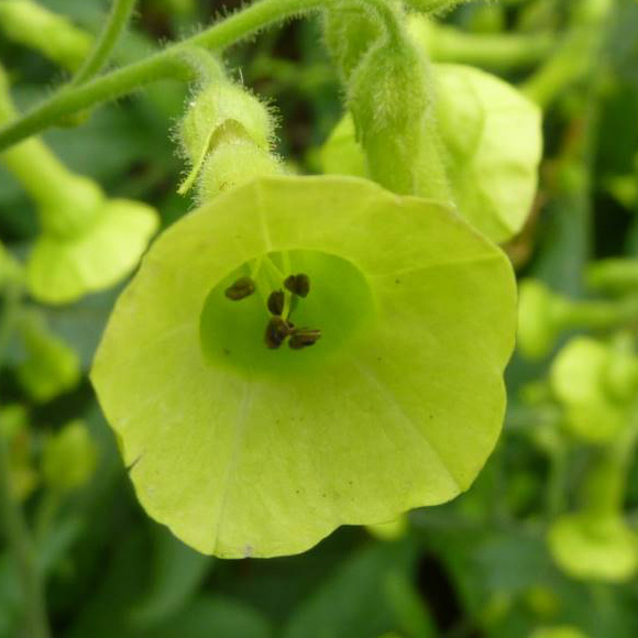 Flowering Tobacco (nicotiana langsdorffi)i