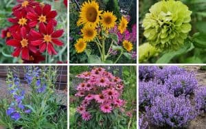 Best Flowers for your Garden (Arranged by color)