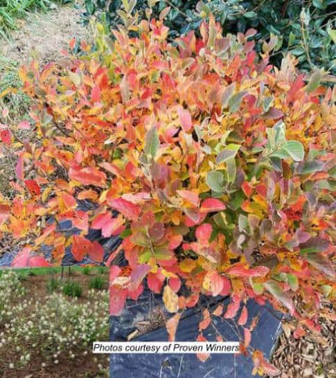 Bottlebrush ‘Legend of the Small’ in fall