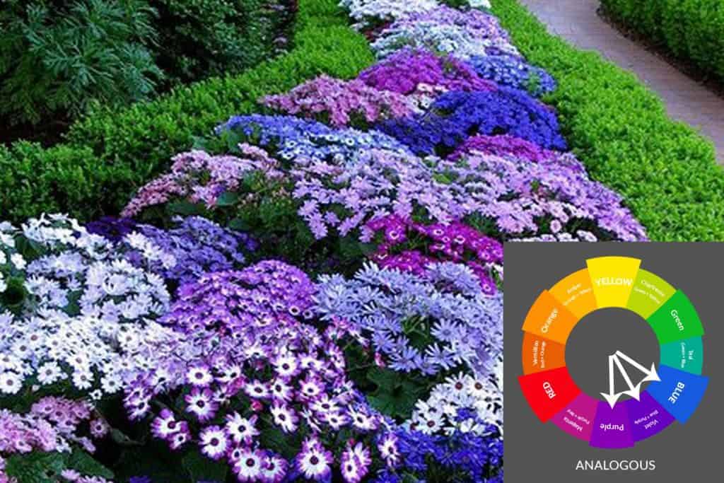 Analogous garden color scheme with blue, violet and purple
