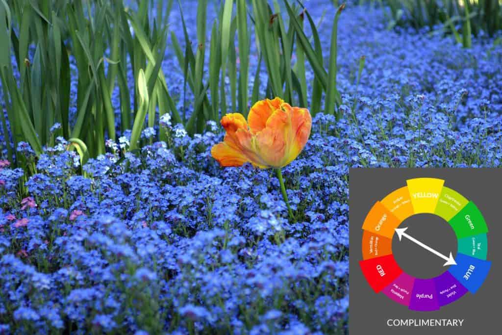 Tulips and forget-me-nots in a blue-orange complimentary garden color scheme
