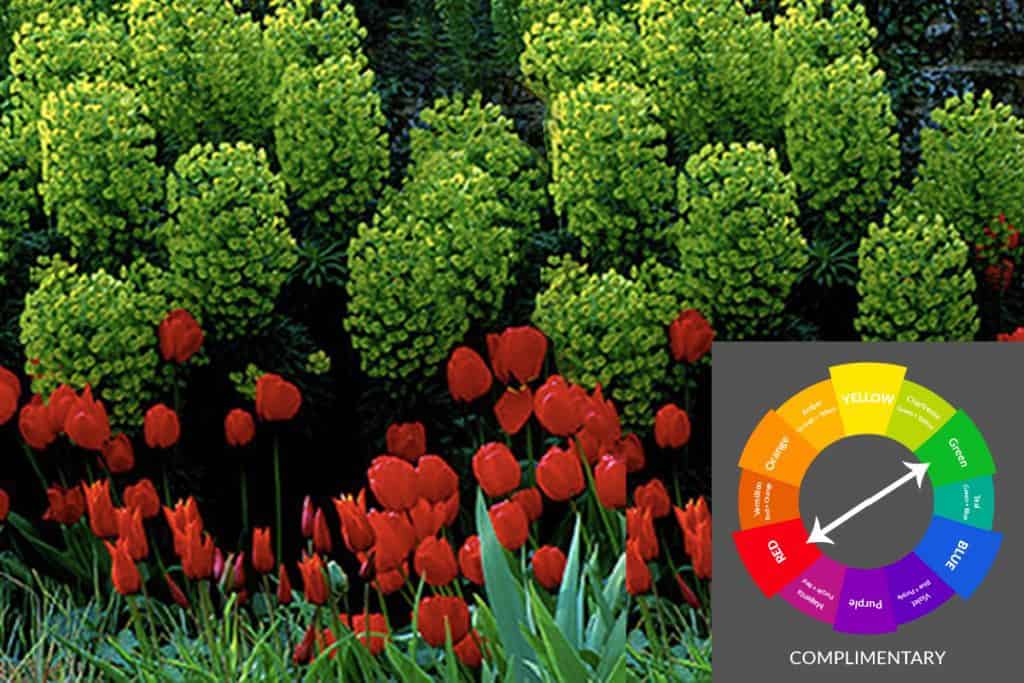 Red Green Complimentary Garden Color Schemes