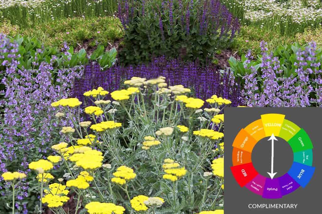 Yellow-Purple Complimentary Garden Color Scheme