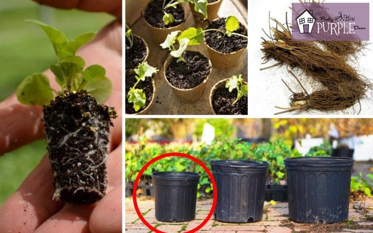 Garden on a budget: how to save money on plants