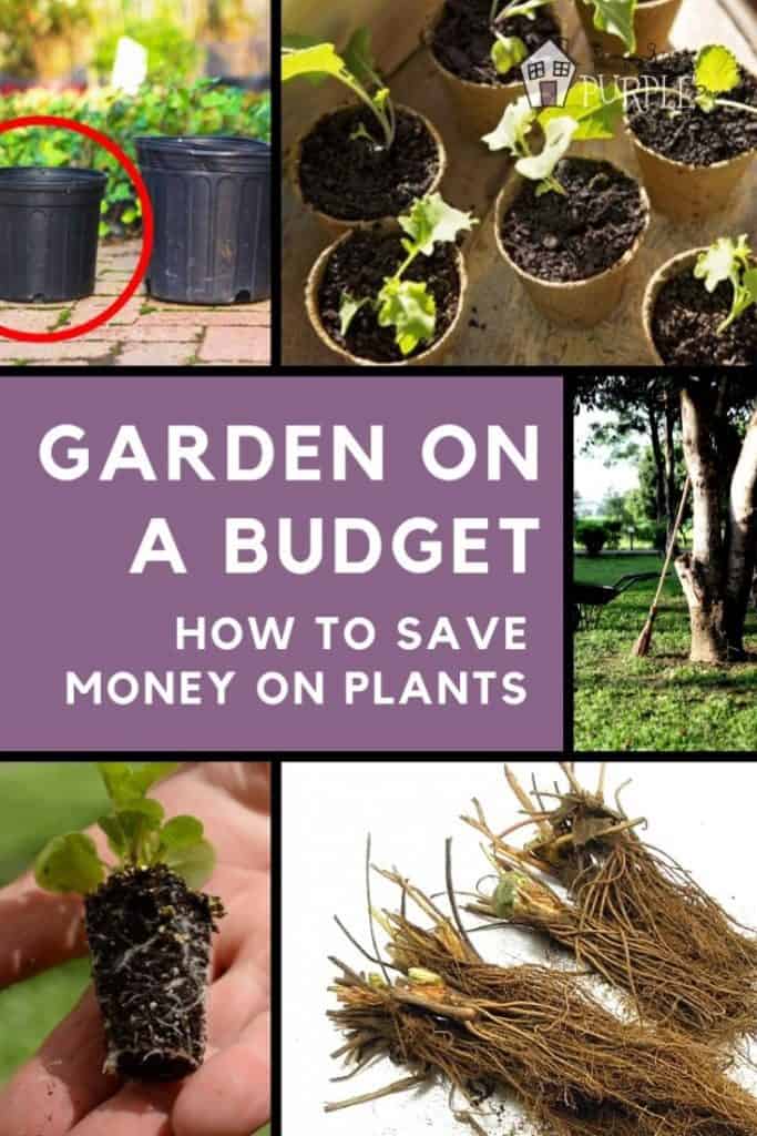 Garden on a budget: how to save money on plants