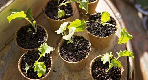 small pots with cuttings