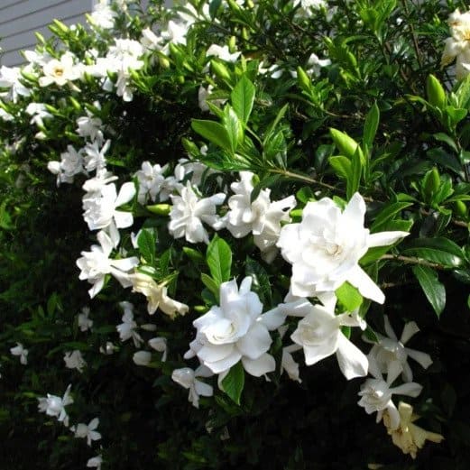 August Beauty Gardenia (Gardenia jasminoides)