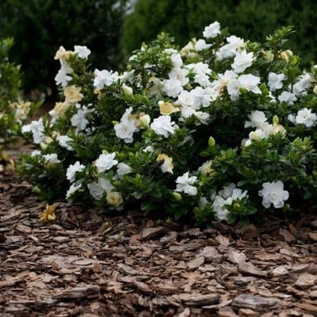 Sweet Tea Gardenia (Gardenia jasminoides ‘PIIGA-II’)