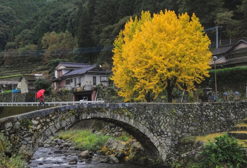 Ginkgo 'Autumn Gold' in Fuzhou People's Park, Ishibashi, Japan