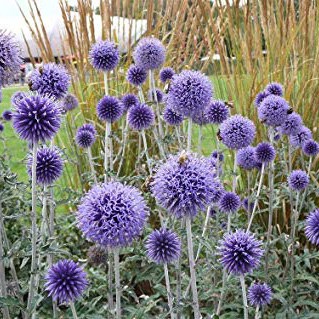 Globe Thistle 'Taplow Blue'