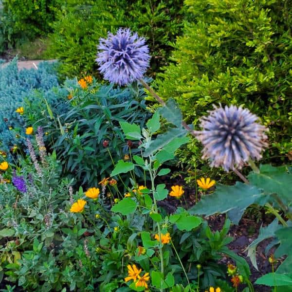 purple globe thistle flowers in the garden