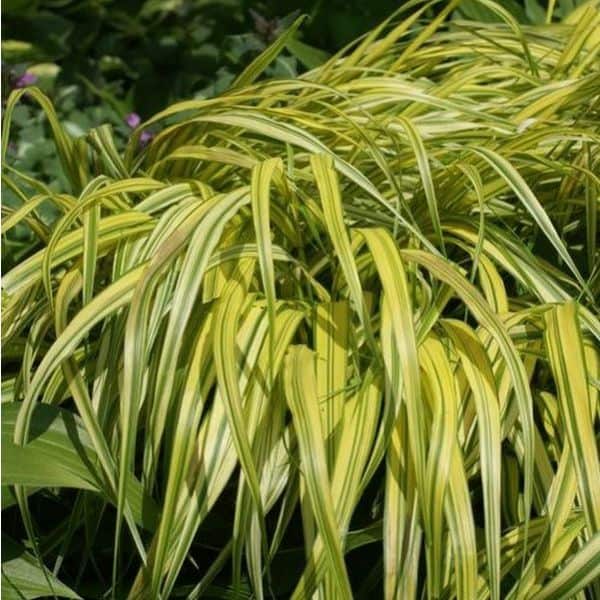 golden japanese forest grass