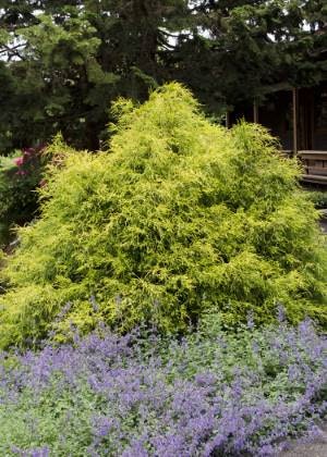 Golden Mop False Cypress Evergreen Shrub