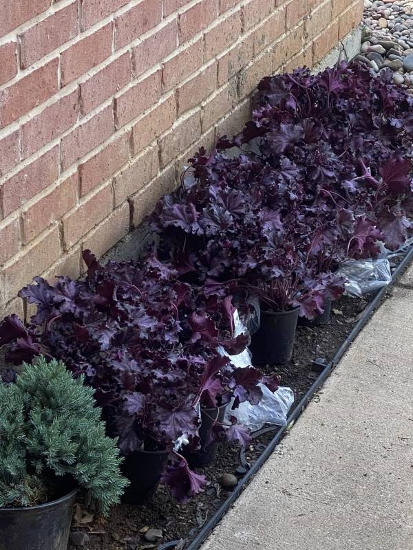 plants delivered from online nursery.