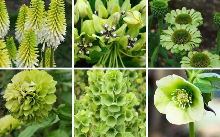 23 Unique Plants with Green Flowers (with Bloom Times)