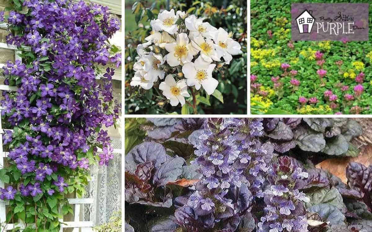 The best vines & groundcovers to complete your landscape