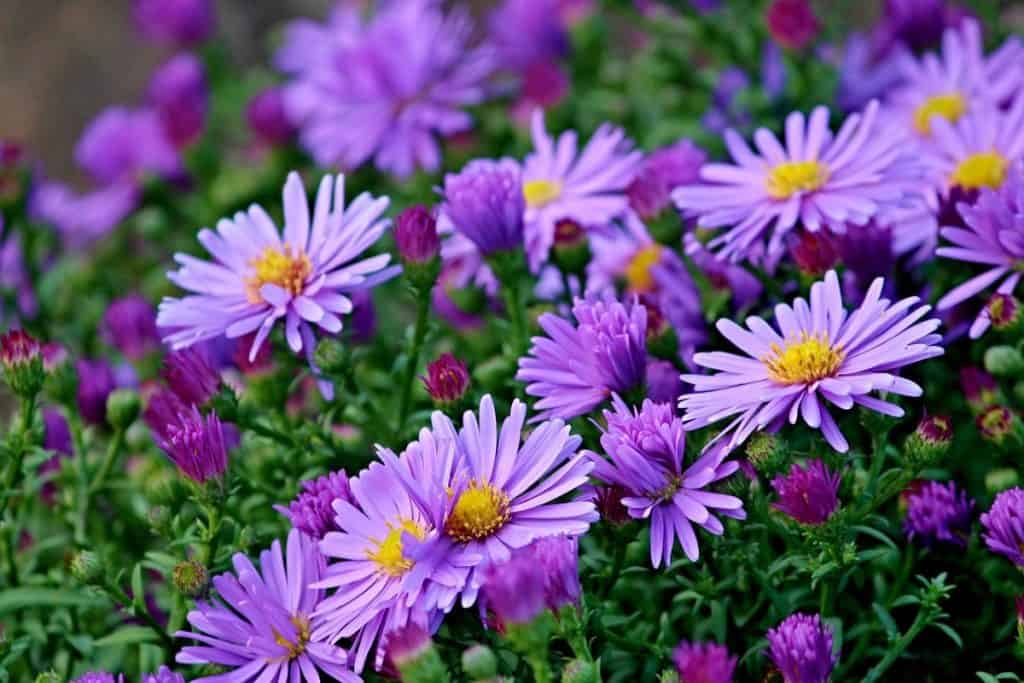 Monochromatic garden color schemes
