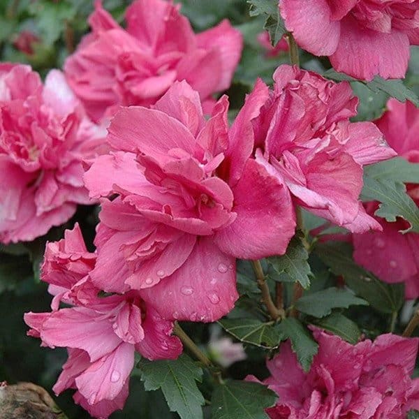 Lucy Althea Tree (Hibiscus)
Hibiscus syriacus 'Lucy' tree form