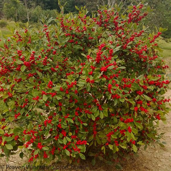 Little Goblin® Red Holly (Ilex x 'Little Red')