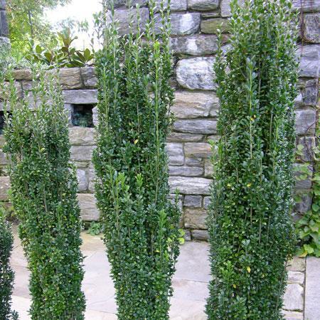 3 Sky Pencil Holly Trees in a row in front of a brick wall