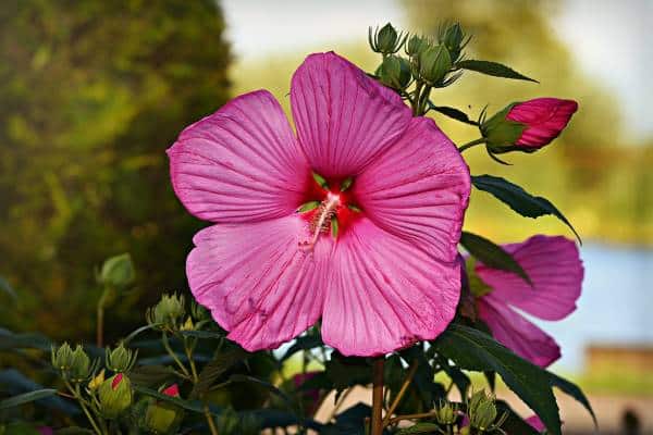 Pink Hollyhock bloom