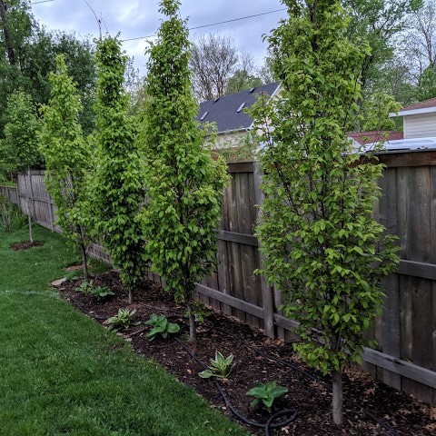 Row of 4 Frans Fontaine Hornbeam Trees along a wooden fence.