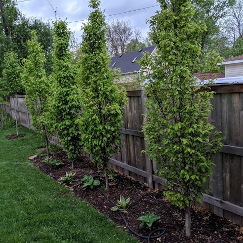 Narrow Trees For Small Yards That Pack A Punch - Pretty Purple Door