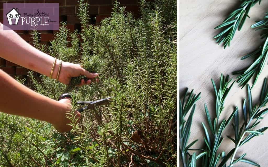 Rosemary plant growing in a field and rosemary sprig on the table.