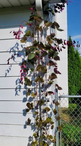Hyacinth bean vine climbing up the gutter