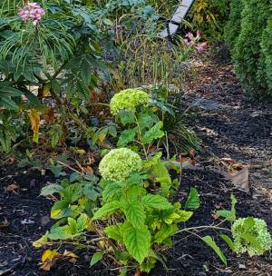 Green flowering hydrangea shrub
