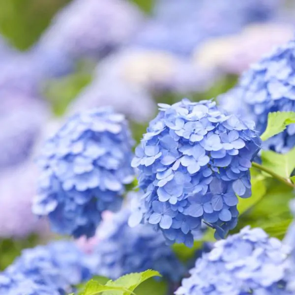 gorgeous light blue clusters of blooms of nikko hydrangea