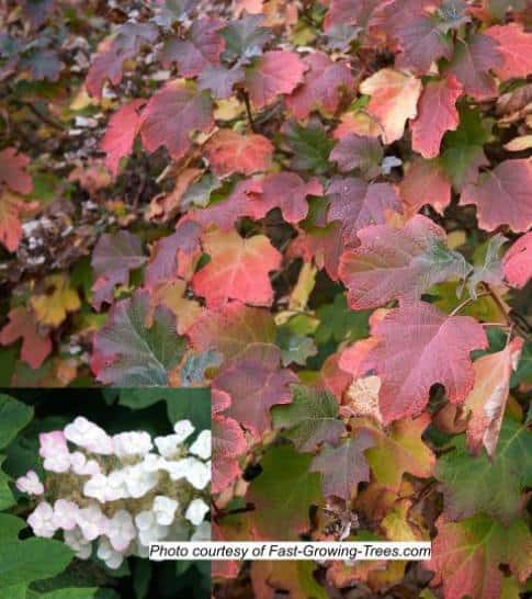 Oakleaf Hydrangea in fall