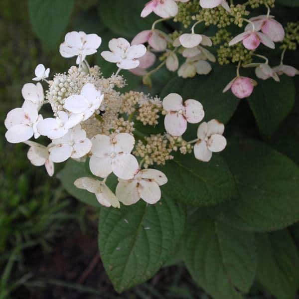Quickfire Panicle Hydrangea Bloom