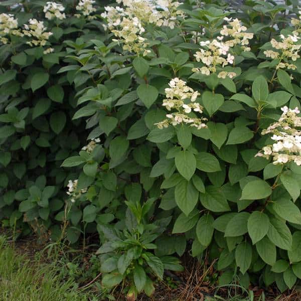 Quickfire Panicle Hydrangea Form
