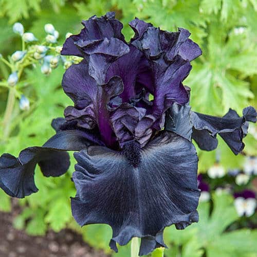 'Before the Storm' Bearded Iris
Iris germanica 'Before The Storm'