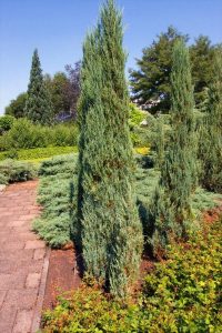 Juniper Blue Arrow Narrow Evergreen tree