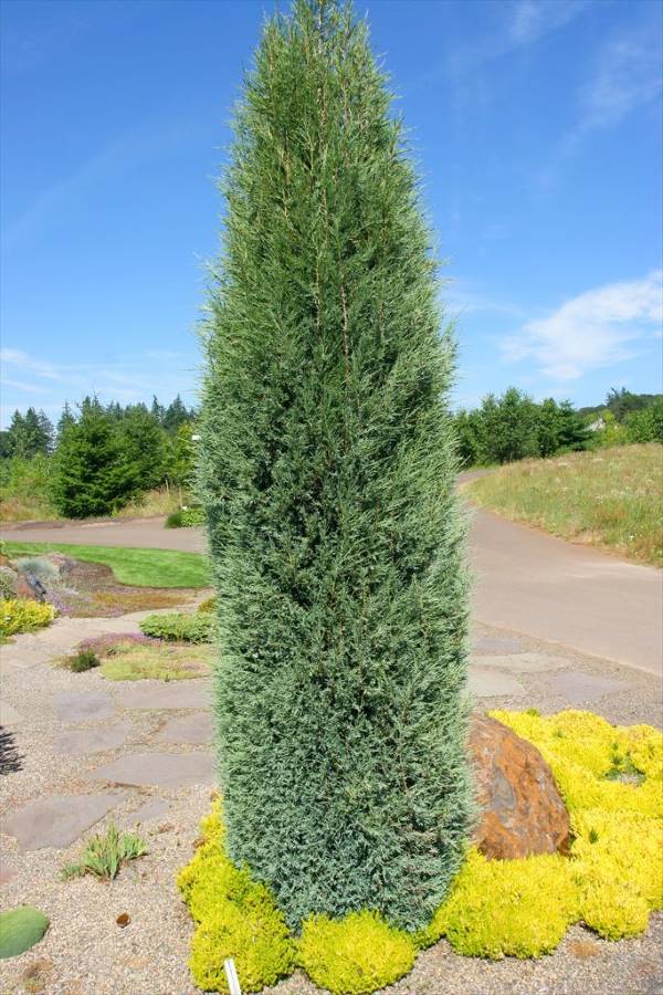 Moonglow Juniper Narrow Evergreen Tree
