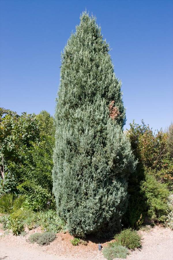 Skyrocket Juniper tree against a backdrop of green foliage.
