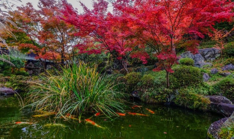 Koi fish on the pond in Kyoto, Japan