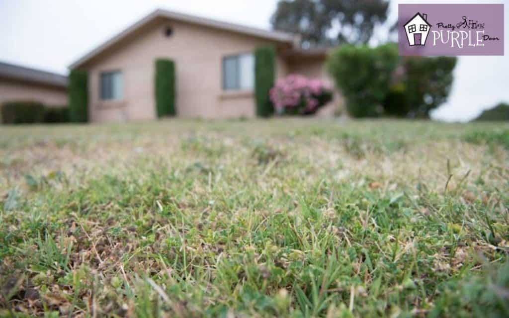 how to start landscaping from scratch
