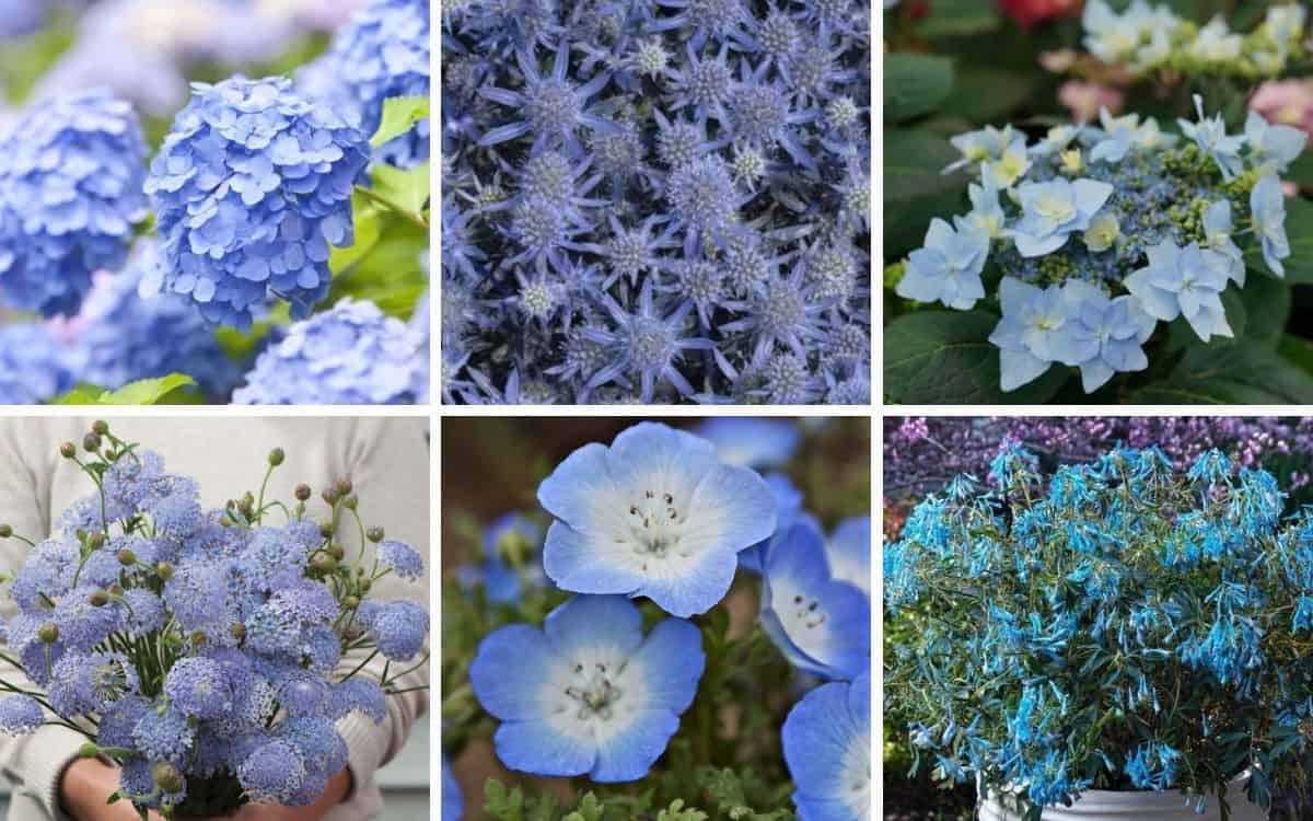 collage of 6 light blue flower varieties