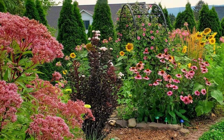 These are the Longest Blooming Perennials in my Garden (I Tracked Them All Year)
