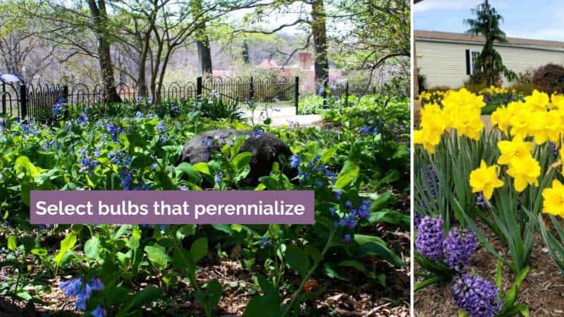 perennializing bulbs come back every year with no effort