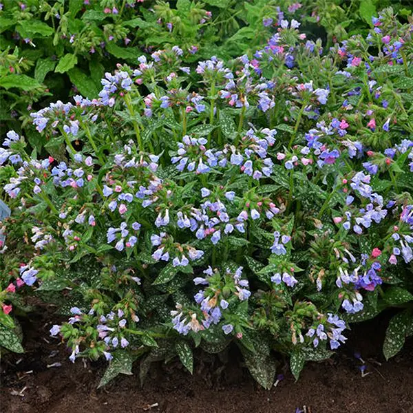 cup-like flowers in a mix of colors from blue to purple on lungwort twinkle toes