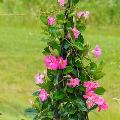 Mandevilla Pretty Pink Tropical Vine