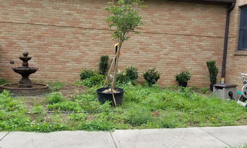 Moon Garden - Before