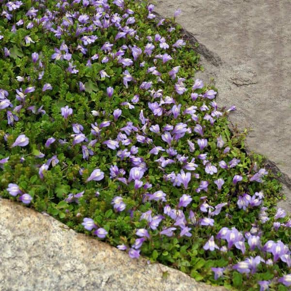 light blue flowers of creeping mazus form a groundcover between sidewalks