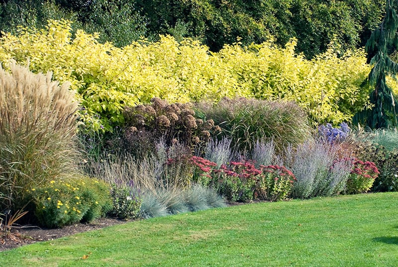 cottage style mixed border planting