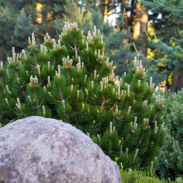 Dwarf Mountain Pine (Pinus mugo var. pumilio)