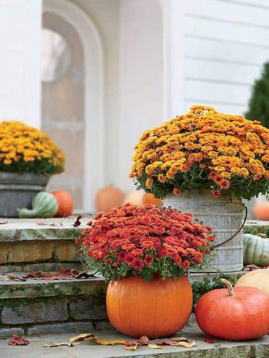 Pumpkin used as a planter with mums
